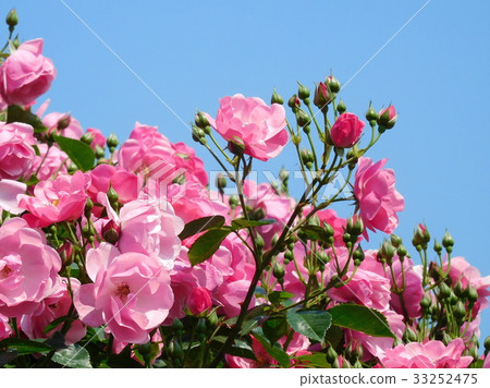 Rose flower angela Rose flower angela 33252475