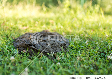 Cow dung at the garden, manure on a green grass Cow dung at the garden, manure on a green grass 33252894