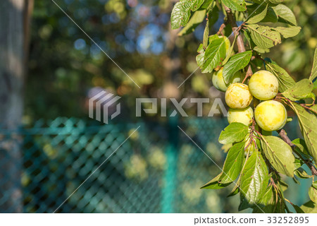 The branch of variety yellow plum, summer, Ukraine The branch of variety yellow plum, summer, Ukraine 33252895