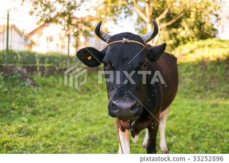 Black cow grazing in the garden, flies flying Black cow grazing in the garden, flies flying 33252896