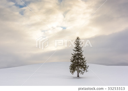 The Christmas Tree in Bie, Japan The Christmas Tree in Bie, Japan 33253313