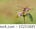 紅蜻蜓 33253885