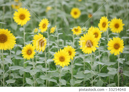 sunflower sunflower 33254048