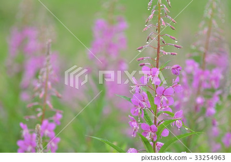 Yanagiran Nagano Prefecture Kirigamine plateau Yanagiran Nagano Prefecture Kirigamine plateau 33254963