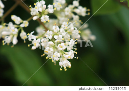 Sprout flower / Ligustrum japonicum 33255035