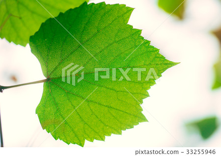 Grape vine green garden nature ecology Grape vine green garden nature ecology 33255946