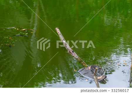 green water pond tropical lake, ecology of alga 33256017