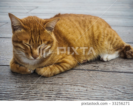 sleep cat 33256271