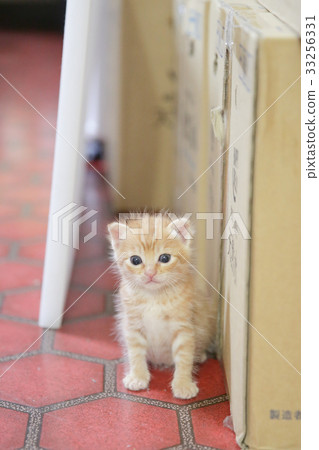 kitten kitten 33256331