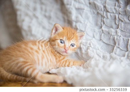 kitten kitten 33256339