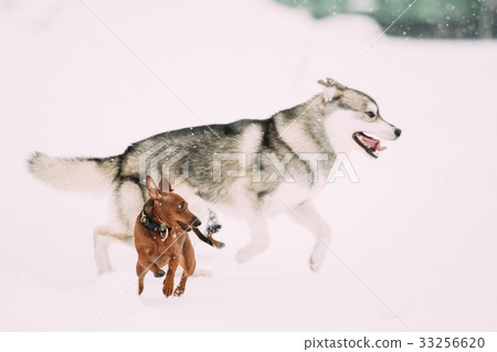 Two Funny Dogs Play Together. Funny Dog Red Brown 33256620