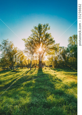 Sun Shining Through Trunk And Foliage Of Oak Tree 33256682