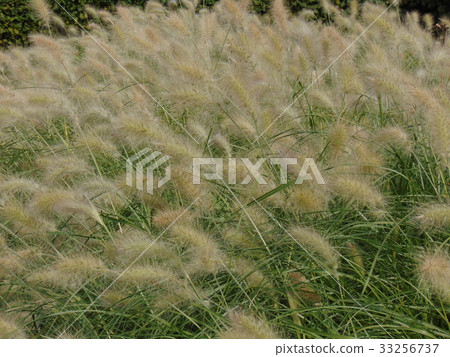 Early autumn scenery Early autumn scenery 33256737