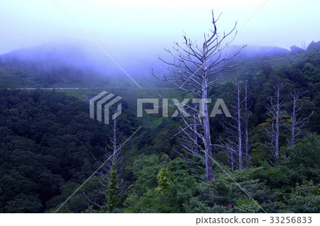 Aomoritonomedu pine 33256833