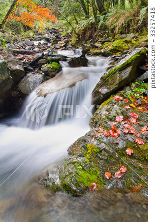 The beautiful autumn scenery of the maple leaf in the mountains of central Taiwan is located at 108K. 33257418