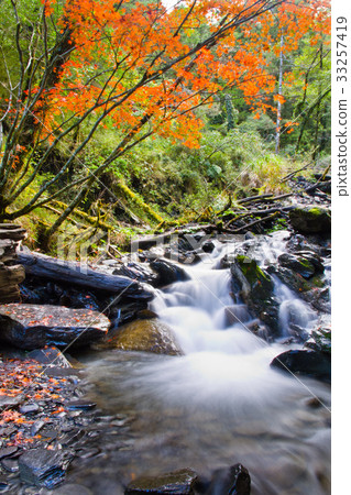 台灣中部山上楓葉正紅時美麗的秋天景色,位於108K. 33257419