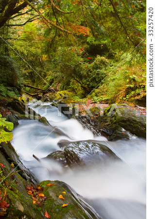 台灣中部山上楓葉正紅時美麗的秋天景色,位於108K. 33257420