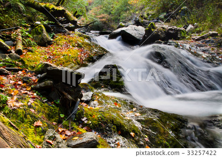 The beautiful autumn scenery of the maple leaf in the mountains of central Taiwan is located at 108K. 33257422