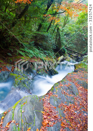 台灣中部山上楓葉正紅時美麗的秋天景色,位於108K. 33257424