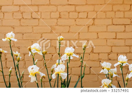 White irises on a background of beige brick wall 33257491