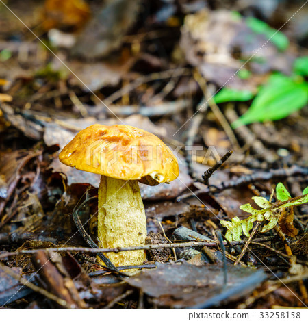 Short-stalked Suillus 33258158