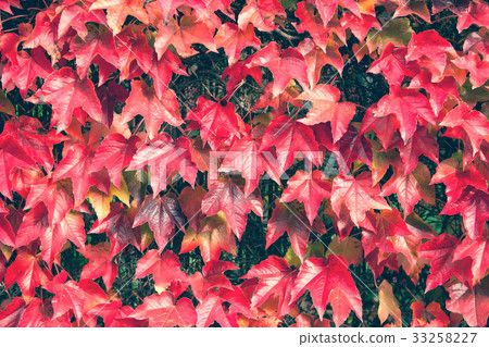 Red autumn leaves on the fence Red autumn leaves on the fence 33258227