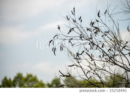 branches with dried catkins silhouette 33258491