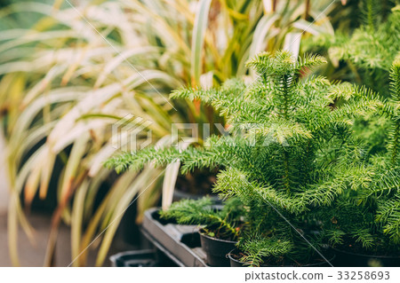 Bush Of Araucaria Plant In Pot In Store Market 33258693