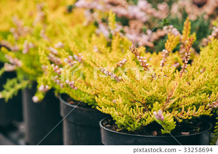 Bush Of Calluna Plant In Pot In Store Market 33258694