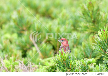 Ginzan Machico at Shiretoko Pass 33258905