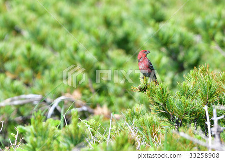 Ginzan Machico at Shiretoko Pass 33258908