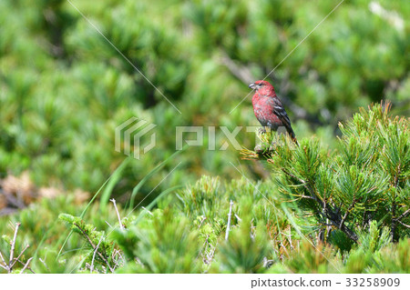 知床通行證的Ginzan Machico 33258909