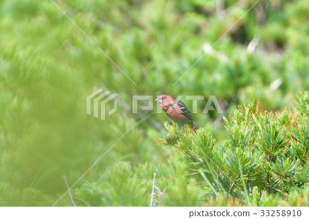 知床通行證的Ginzan Machico 知床通行證的Ginzan Machico 33258910