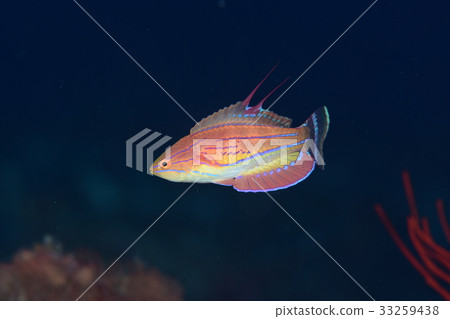 Peacock Peacock 33259438