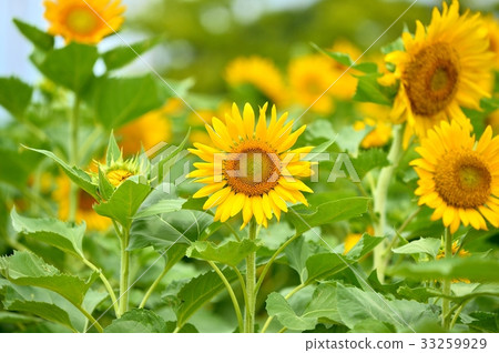 注意)夏天,向日葵(向日葵)花。 注意)夏天,向日葵(向日葵)花。 33259929