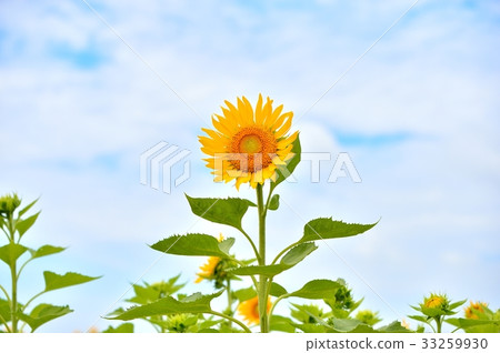 注意)夏天,向日葵(向日葵)花。 注意)夏天,向日葵(向日葵)花。 33259930