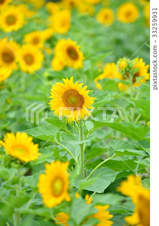 注意）夏天，向日葵（向日葵）花。 33259931