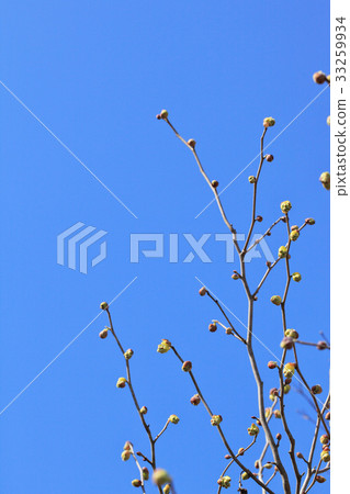 Flower bud and blue sky Flower bud and blue sky 33259934