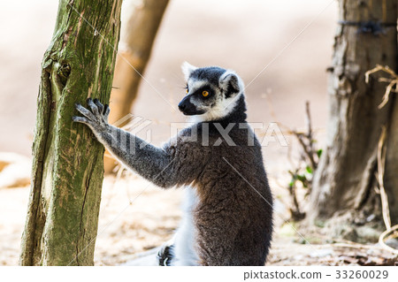 Wolverine lemur Wolverine lemur 33260029