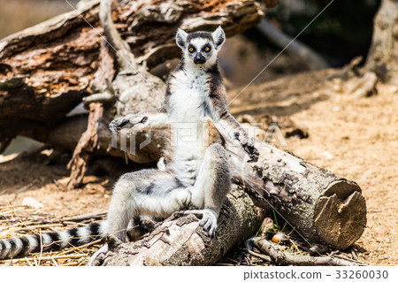 Wolverine lemur 33260030