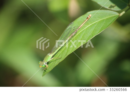 風箏Tsubo 風箏Tsubo 33260566