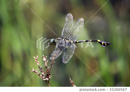 台灣內山 33260567