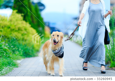 金毛獵犬 金毛獵犬 33260945