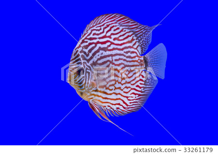 Pompadour Fish on blue background Pompadour Fish on blue background 33261179