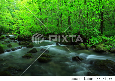 Oirase stream of summer 33261436