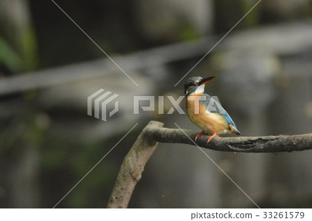 Mountain stream jewel "Kingfisher (female)" (Negawa Greenery Road / Tachikawa Park / Tachikawa City, Tokyo) 33261579