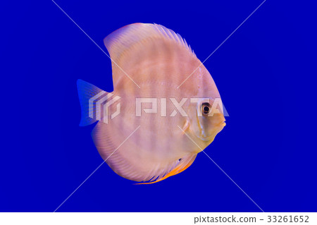 Pompadour Fish on blue background Pompadour Fish on blue background 33261652