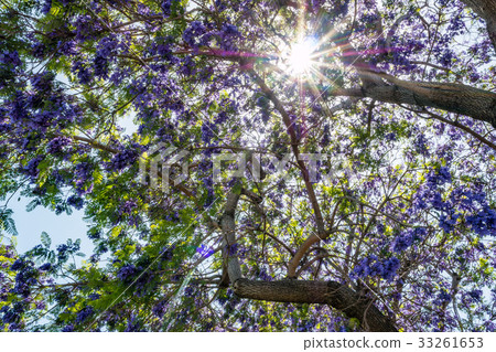 Jacaranda tree and blooms 33261653