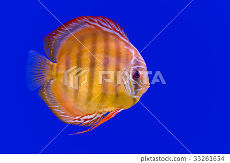 Pompadour Fish on blue background Pompadour Fish on blue background 33261654