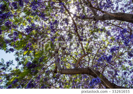 Jacaranda tree and blooms 33261655